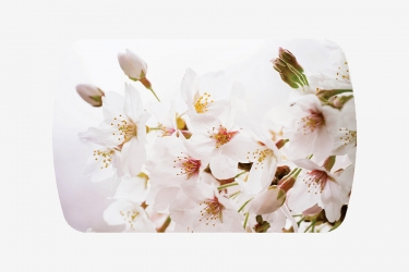 Стол Можгинский лесокомбинат Бостон-2 ф/п Сакура, 1100700 мм, белый/хром брифинг