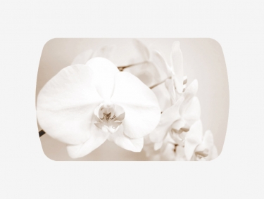 Стол Можгинский лесокомбинат Бостон-2 ф/п Лунная орхидея, 1100700 мм, венге/хром триумф